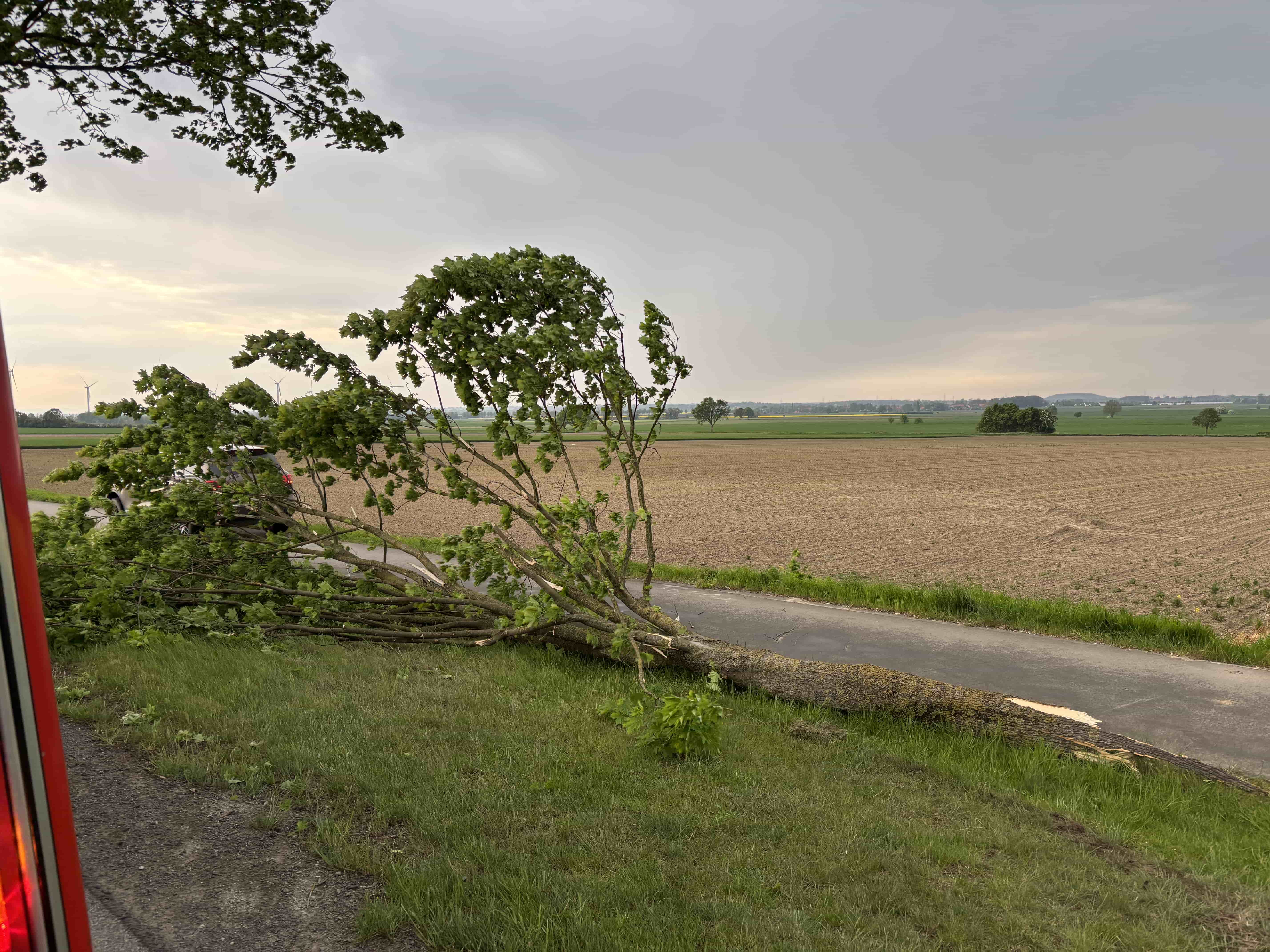 Baum auf Straße 02.05.25 1 Hollwege