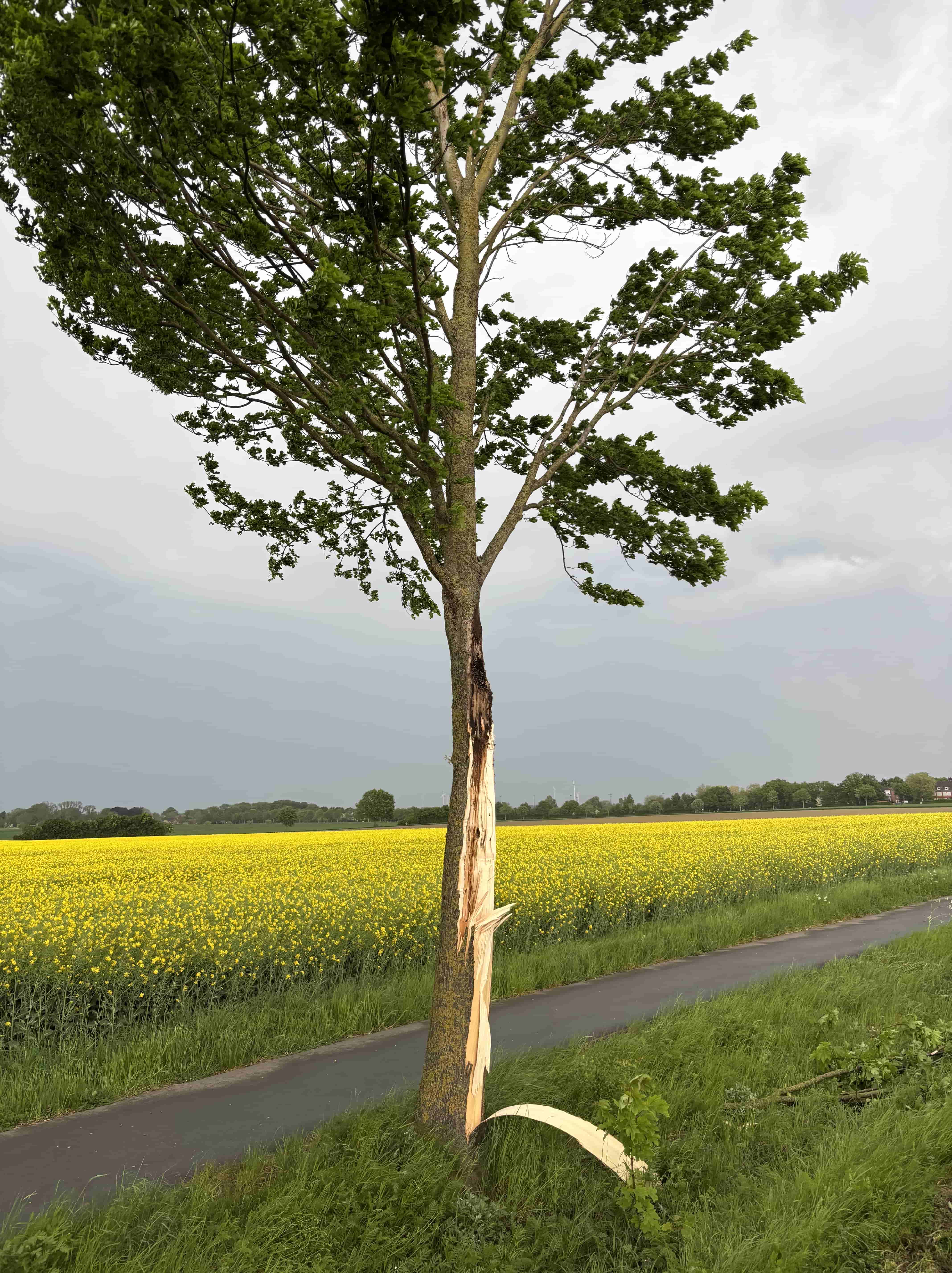 Baum auf Straße 02.05.25 2 Hollwege