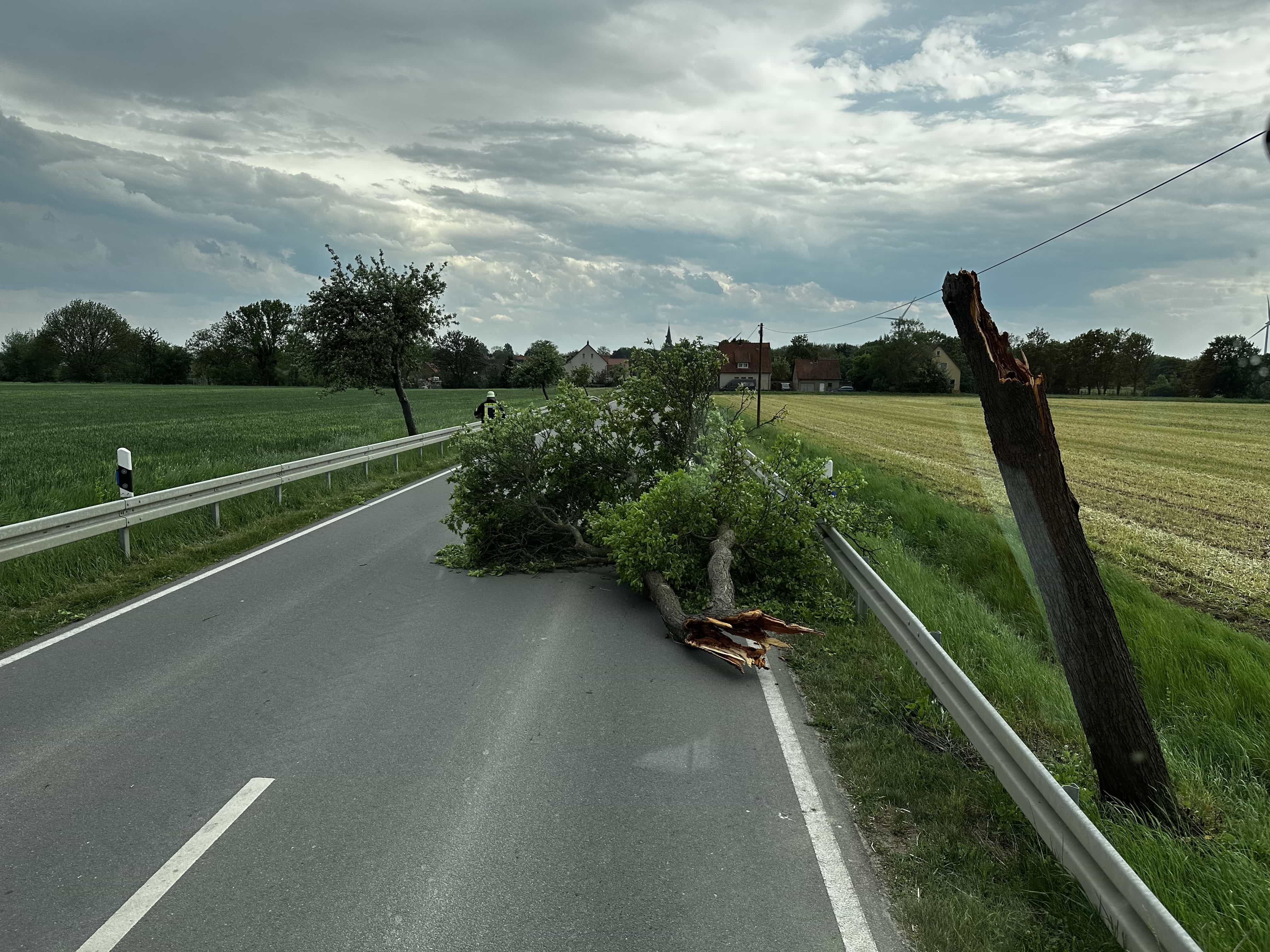 Baum auf Straße 02.05.25 Stedum