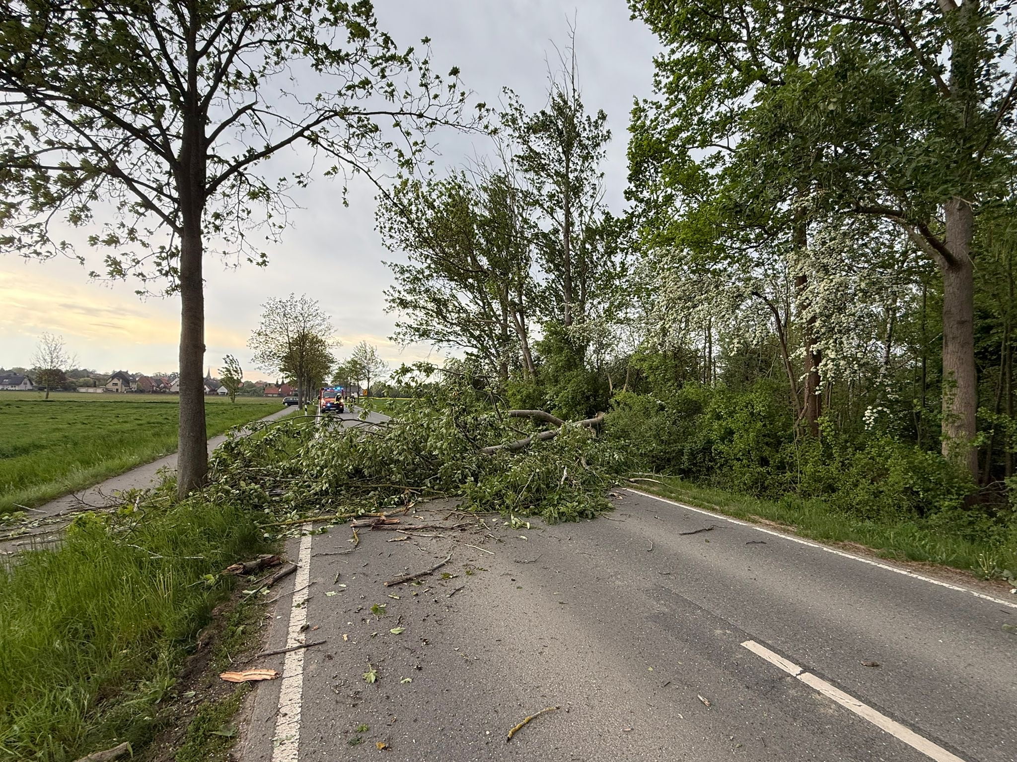 Baum auf Straße 1 Bierbergen