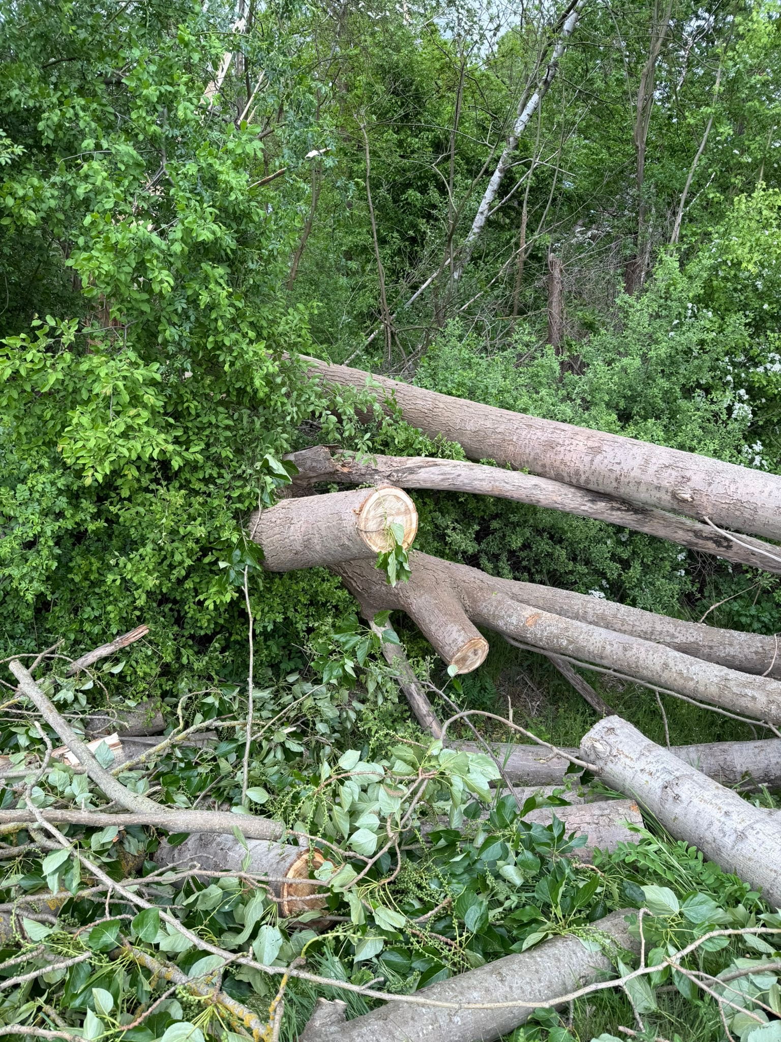 Baum auf Straße 3 Bierbergen