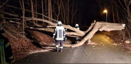 2022_02_17_baum_auf_strasse_brndeln1