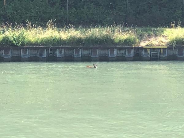 2022_07_20_reh_im_kanal_ffw_mehrum1a